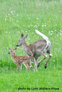 5870 Maple Isle Court Unit: Lot # 28, 29 & 30