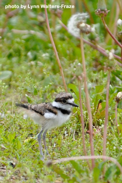 5870 Maple Isle Court Unit: Lot # 28, 29 & 30