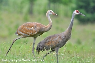 5870 Maple Isle Court Unit: Lot # 28, 29 & 30