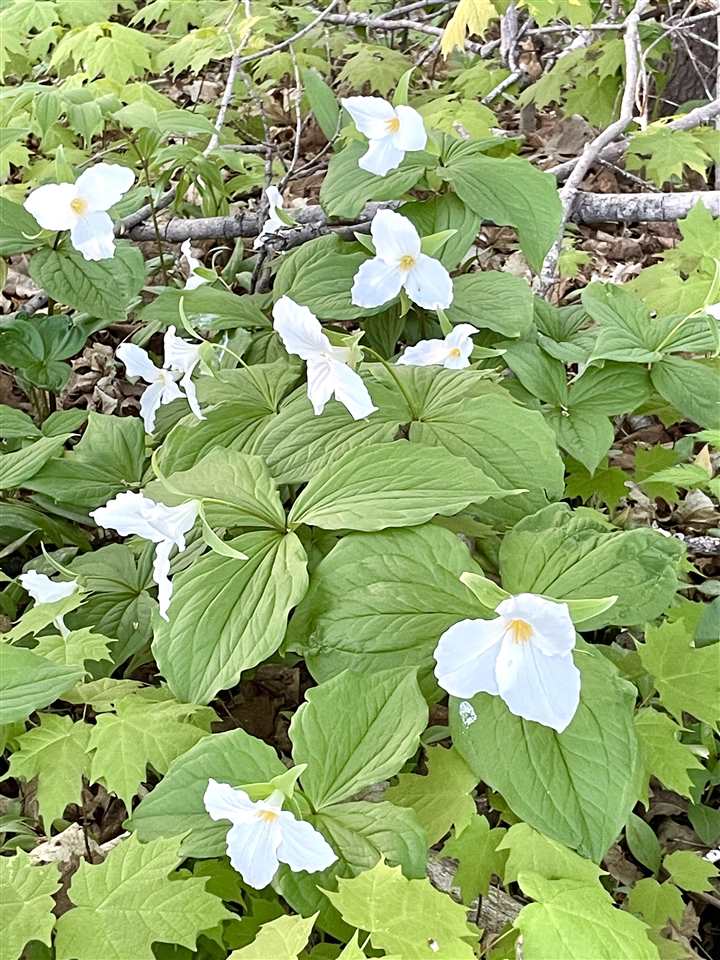 5931 Riggsville Road