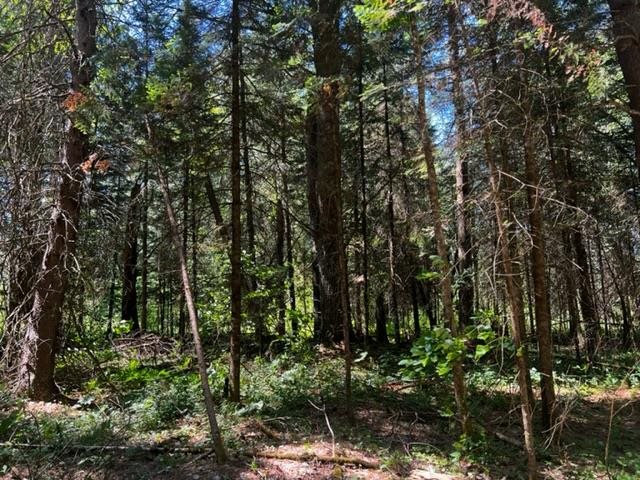 1213 N M-66 Hwy