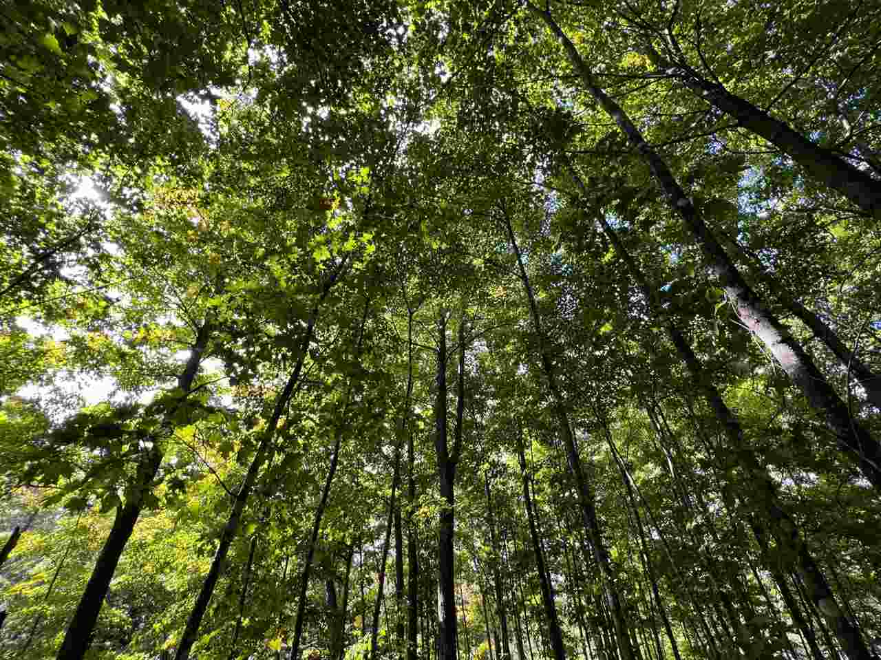 0 ziebarth logging rd