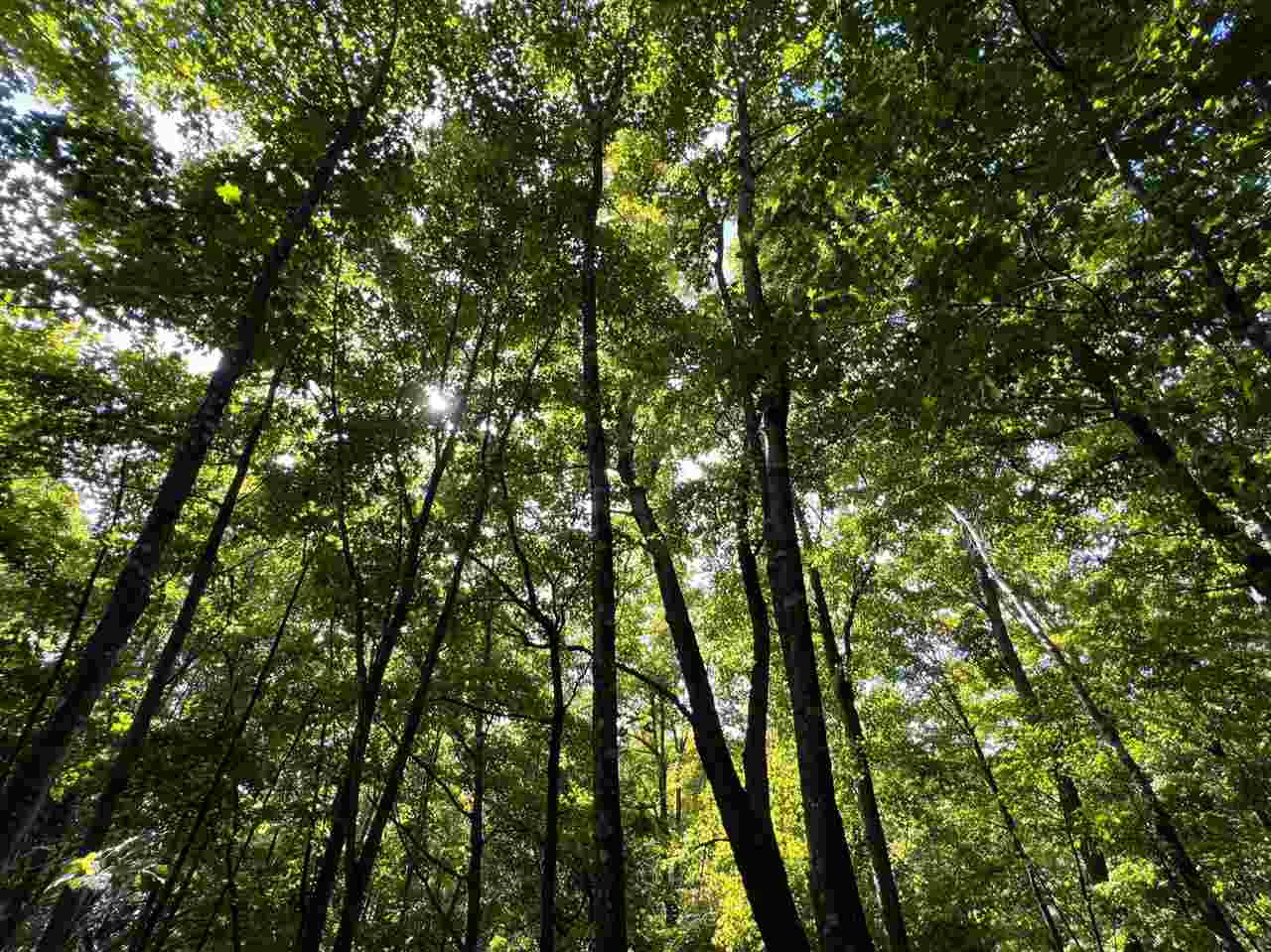 0 ziebarth logging rd