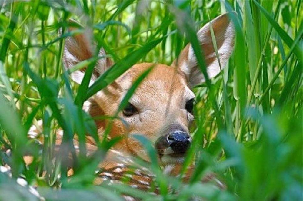 9562 Maple Isle Court