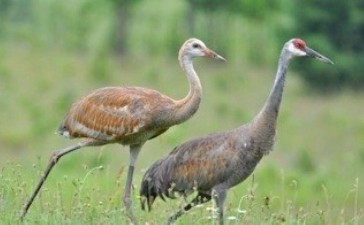 9562 Maple Isle Court