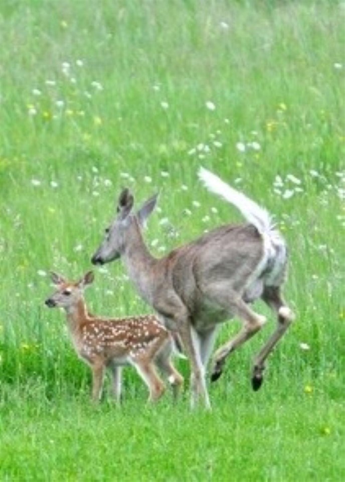 9581 Maple Isle Court