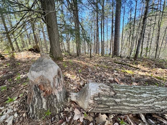 2080 Five Lakes Road