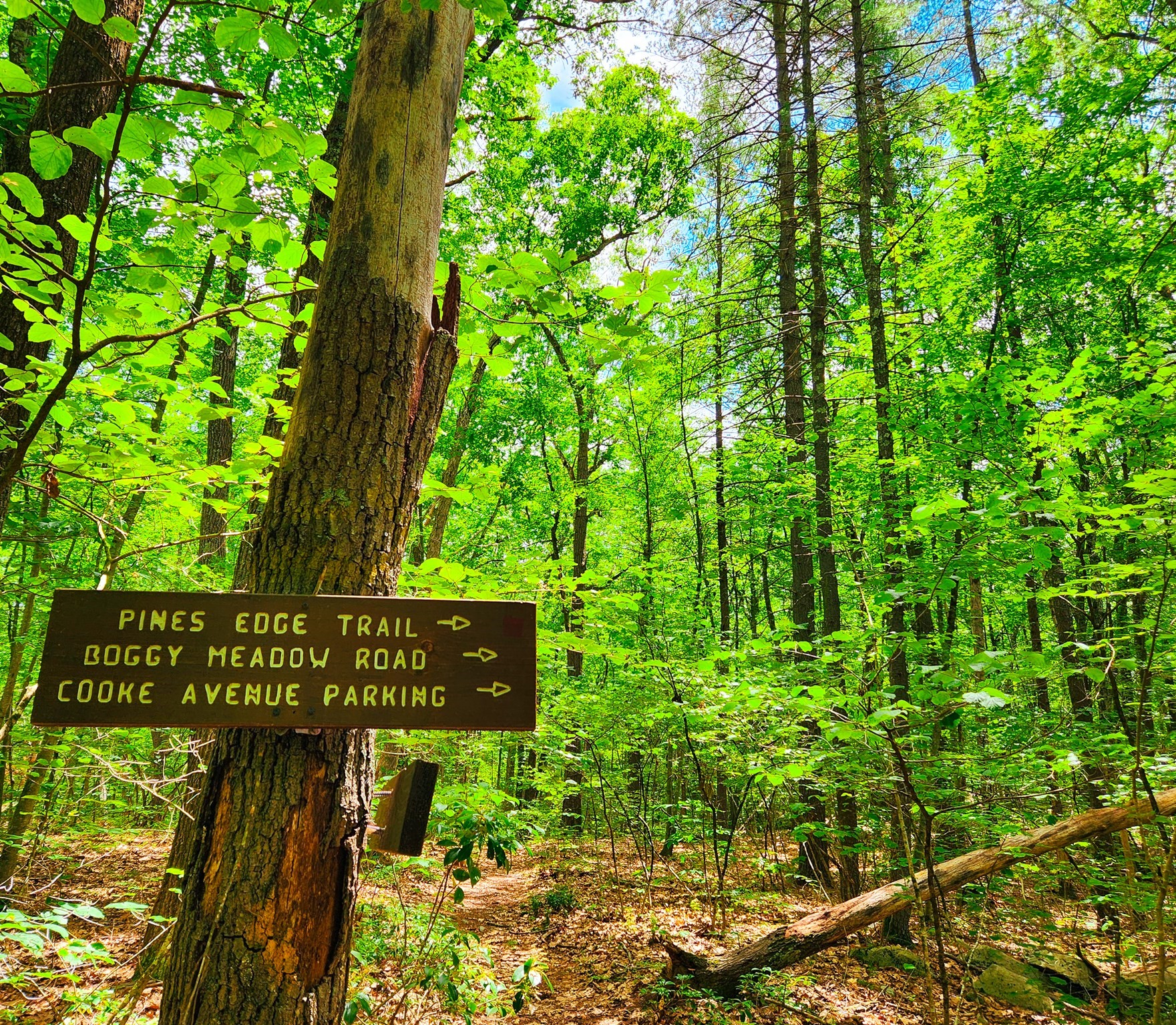 Woodland trail beside a sign pointing to Pines Edge Trail, Boggy Meadow Road, and Cooke Avenue parking.