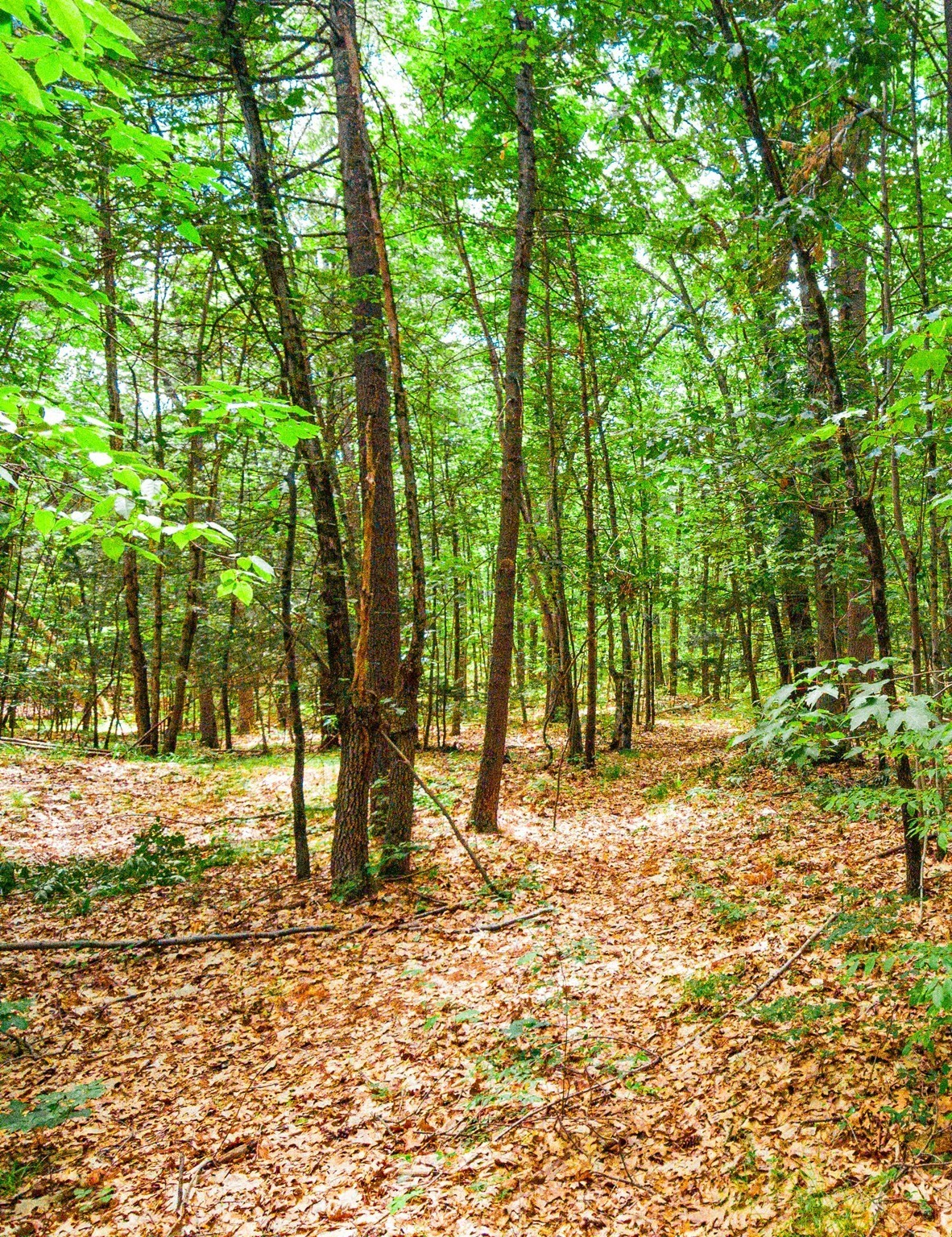 Wooded land with mature trees and a leaf-covered forest floor.