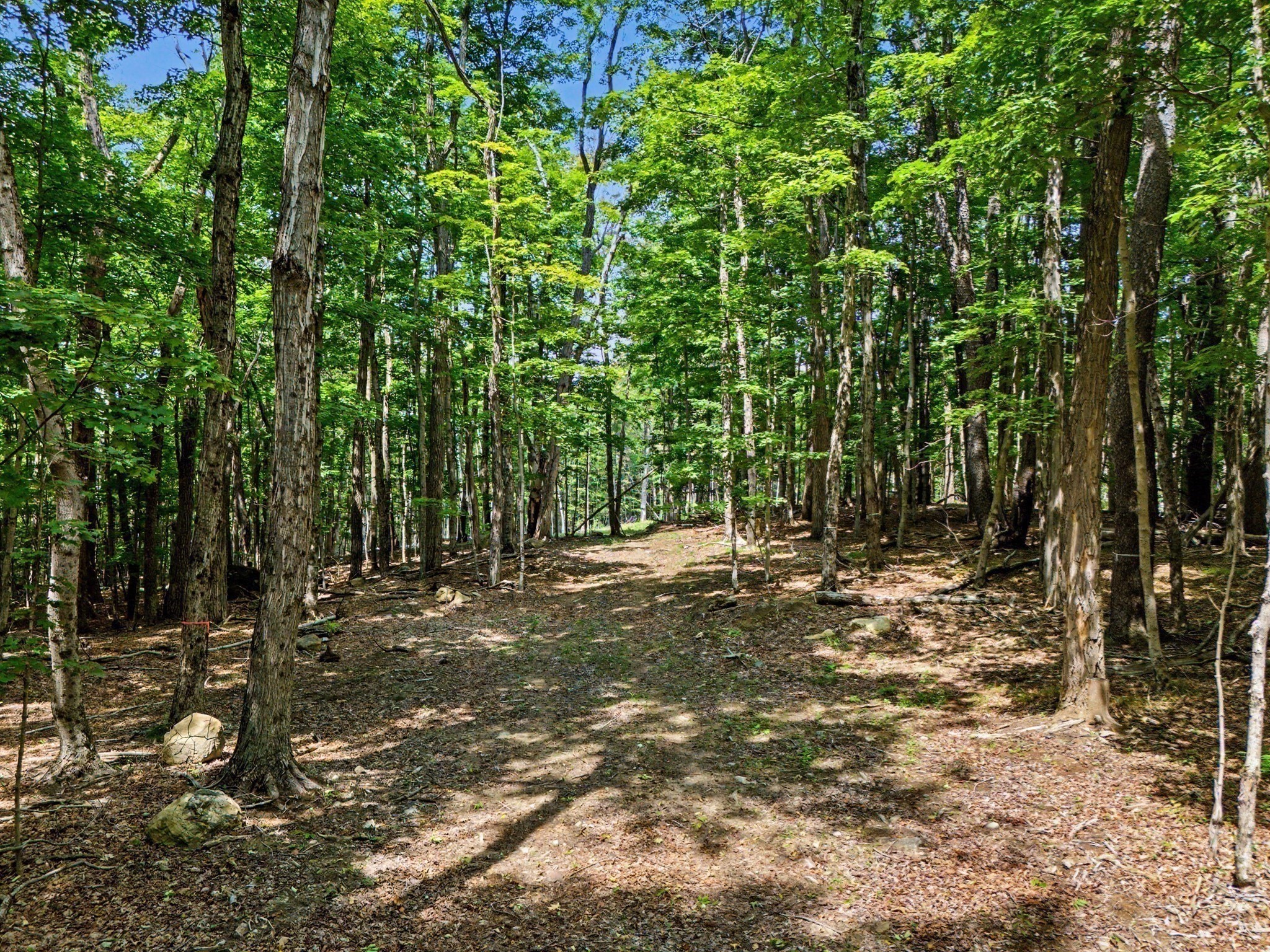 Wooded property with a dirt path winding between mature trees and scattered rocks.