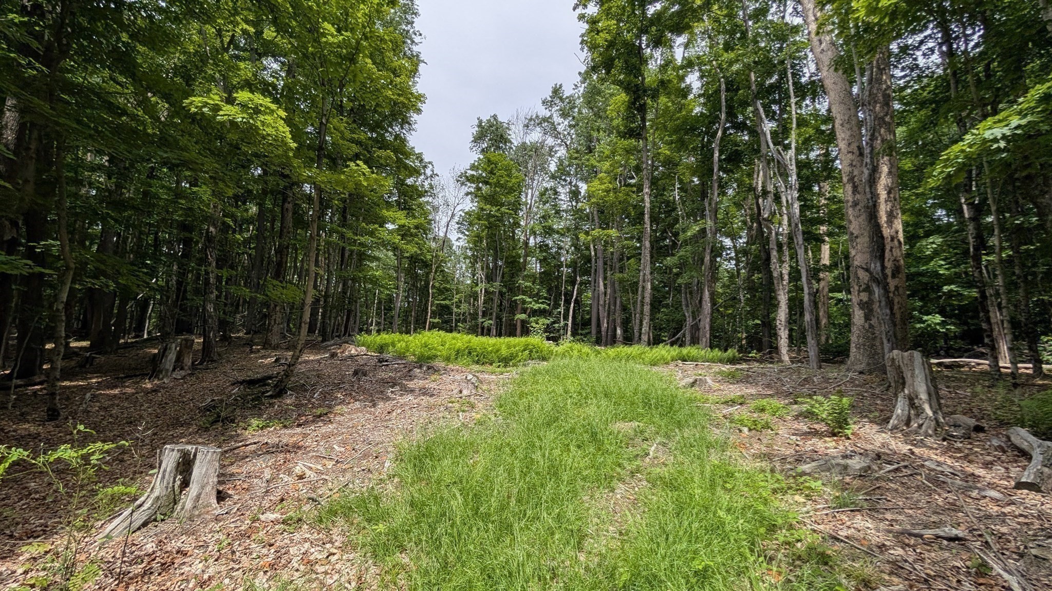 Grassy clearing surrounded by mature trees and ferns.