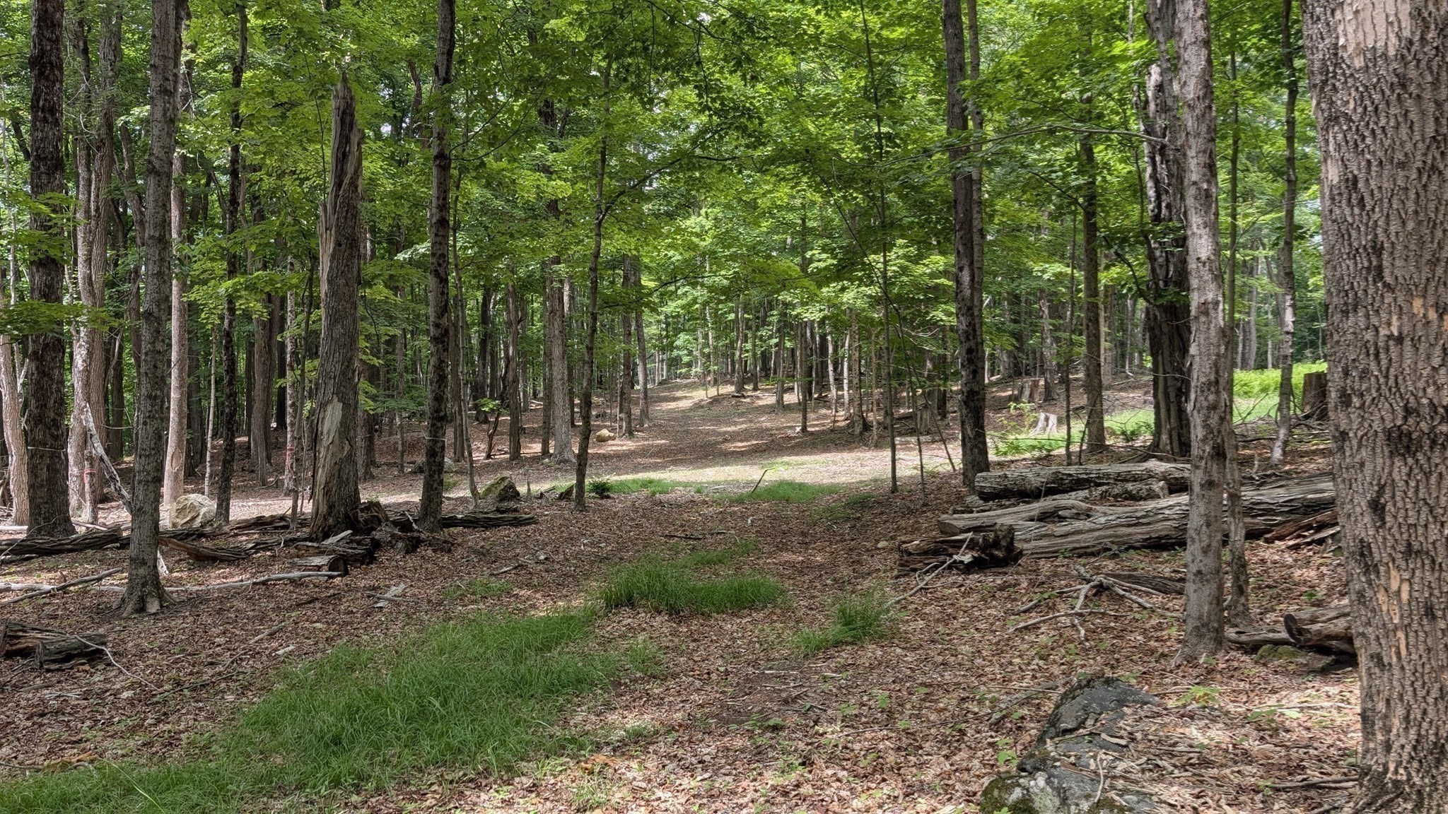 Wooded property with a leafy canopy, open clearing, scattered rocks, and fallen logs.