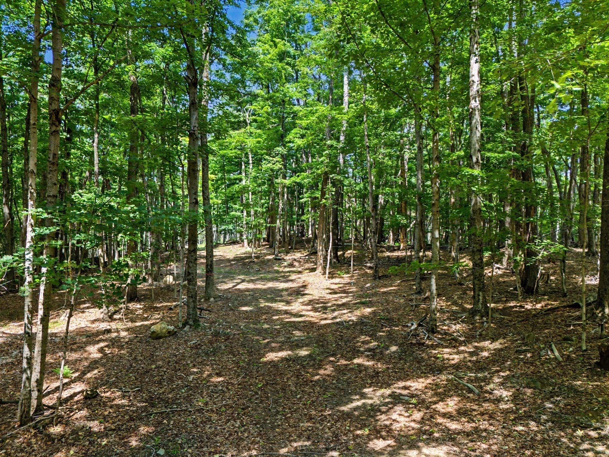 Wooded property with a dirt path winding through dense green trees.