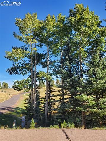 309 Pinaceae Heights