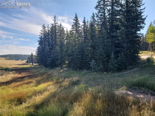 309 Pinaceae Heights