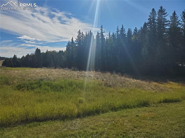 309 Pinaceae Heights