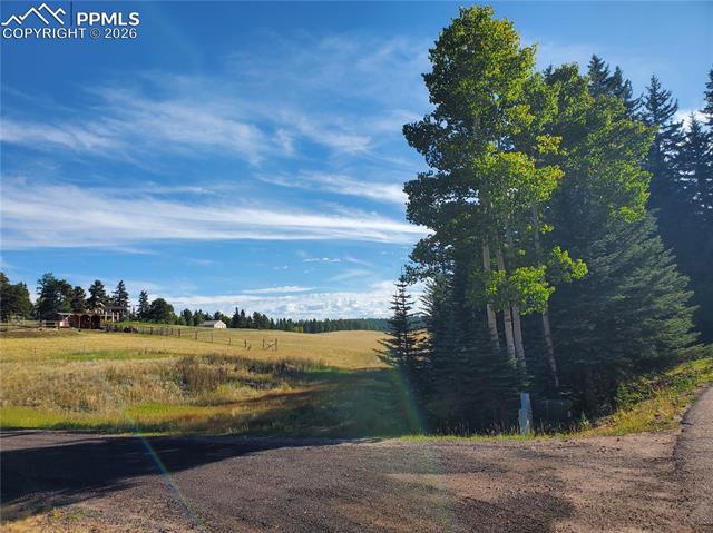 309 Pinaceae Heights