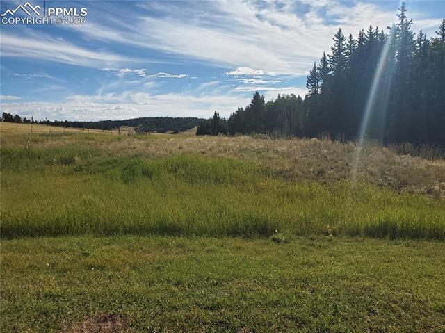 309 Pinaceae Heights