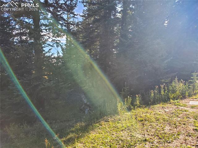 309 Pinaceae Heights