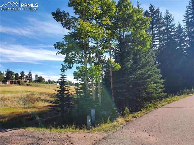 309 Pinaceae Heights