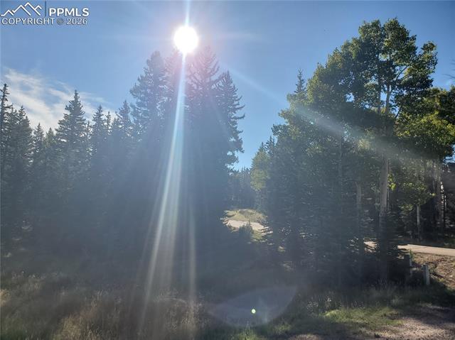 309 Pinaceae Heights