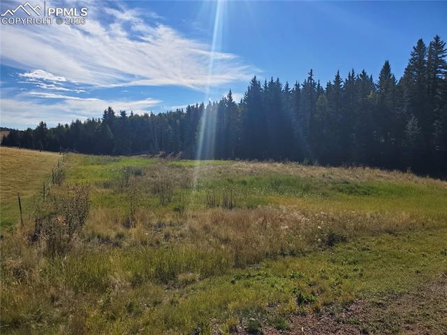 309 Pinaceae Heights