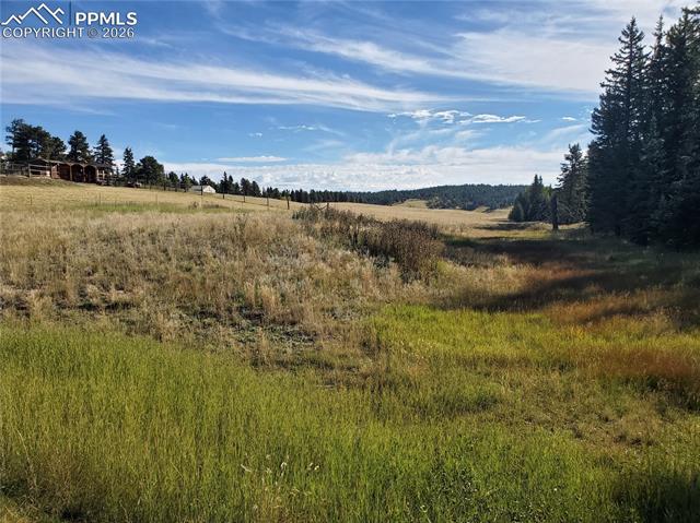 309 Pinaceae Heights