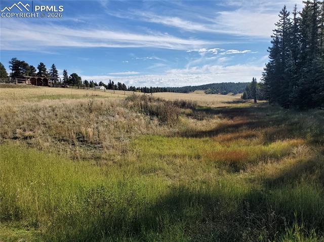 309 Pinaceae Heights