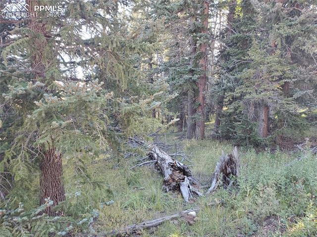 309 Pinaceae Heights