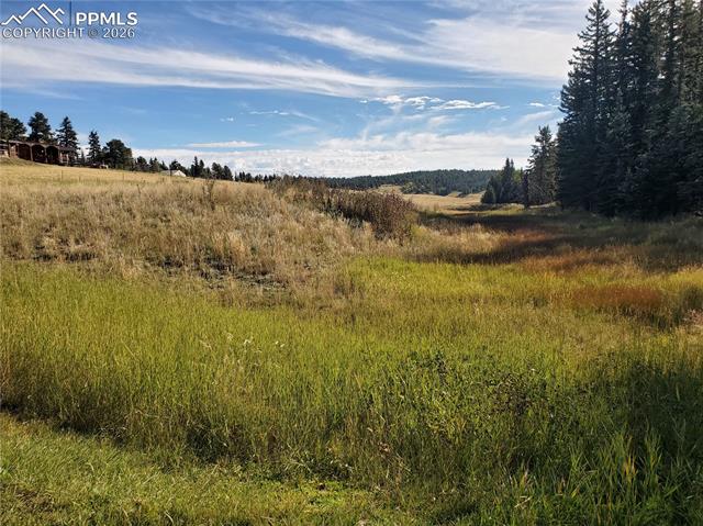 309 Pinaceae Heights