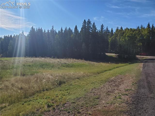 309 Pinaceae Heights