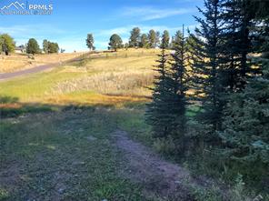 309 Pinaceae Heights
