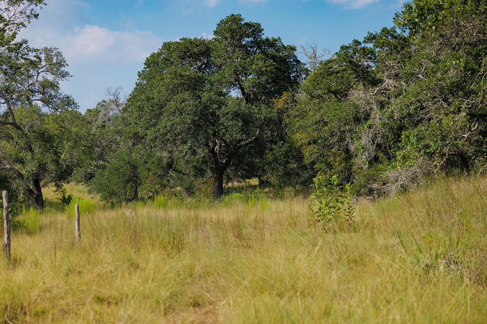 Grassy acreage with mature oak trees and scattered fence posts beneath a blue sky.