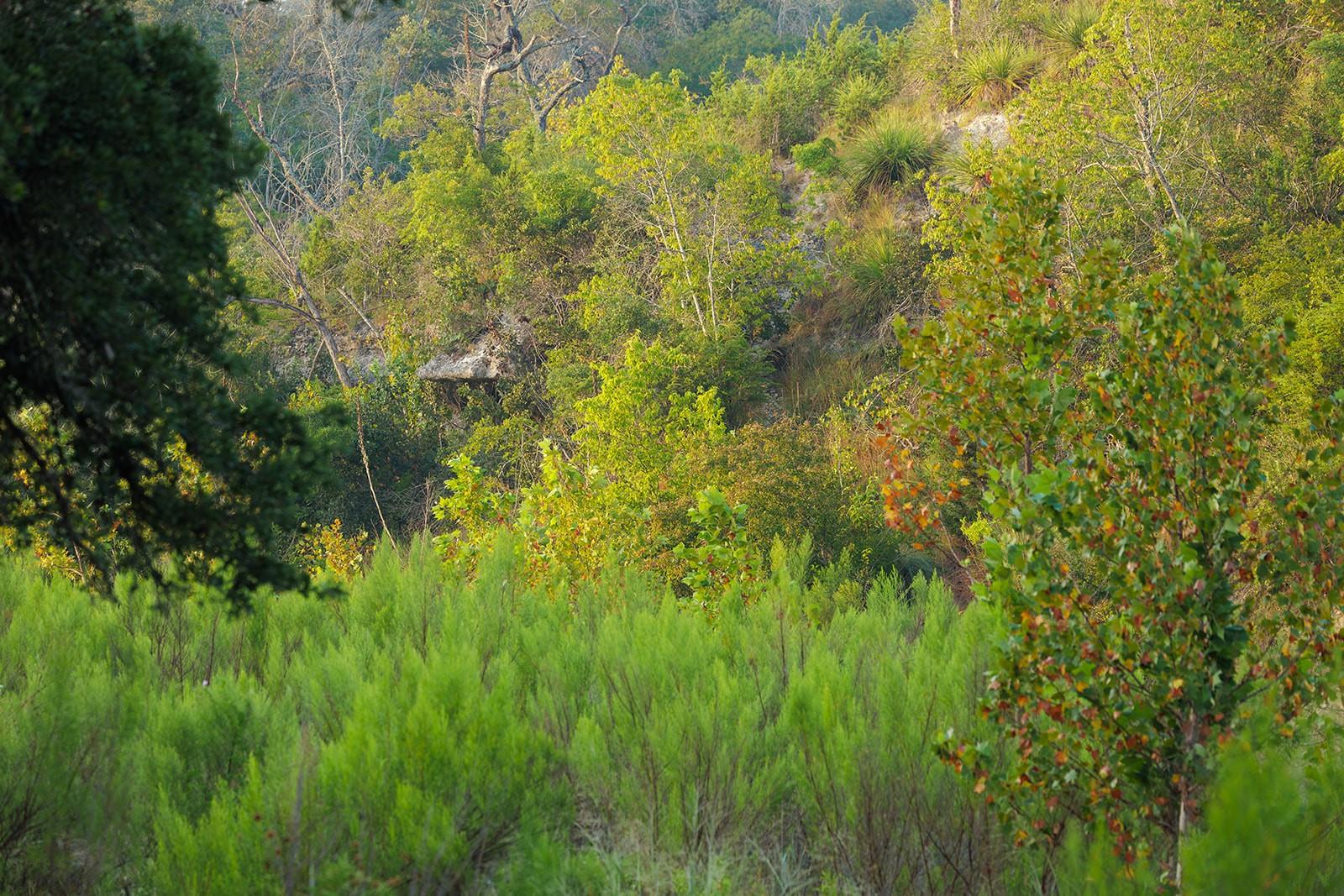 Rocky hillside covered in dense green brush and trees.