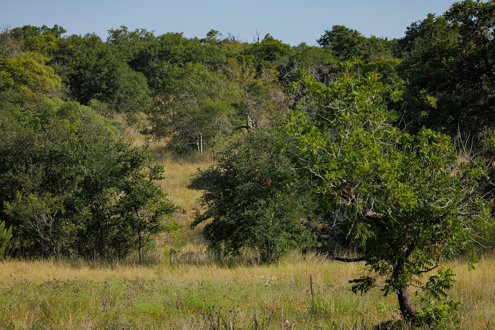 Rural acreage with tall grass and a wooded ravine.