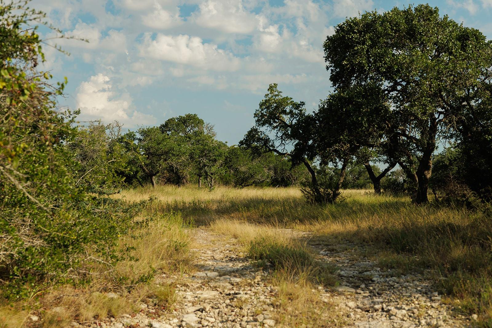 Rocky ranch track winding through tall grass and mature oak trees.