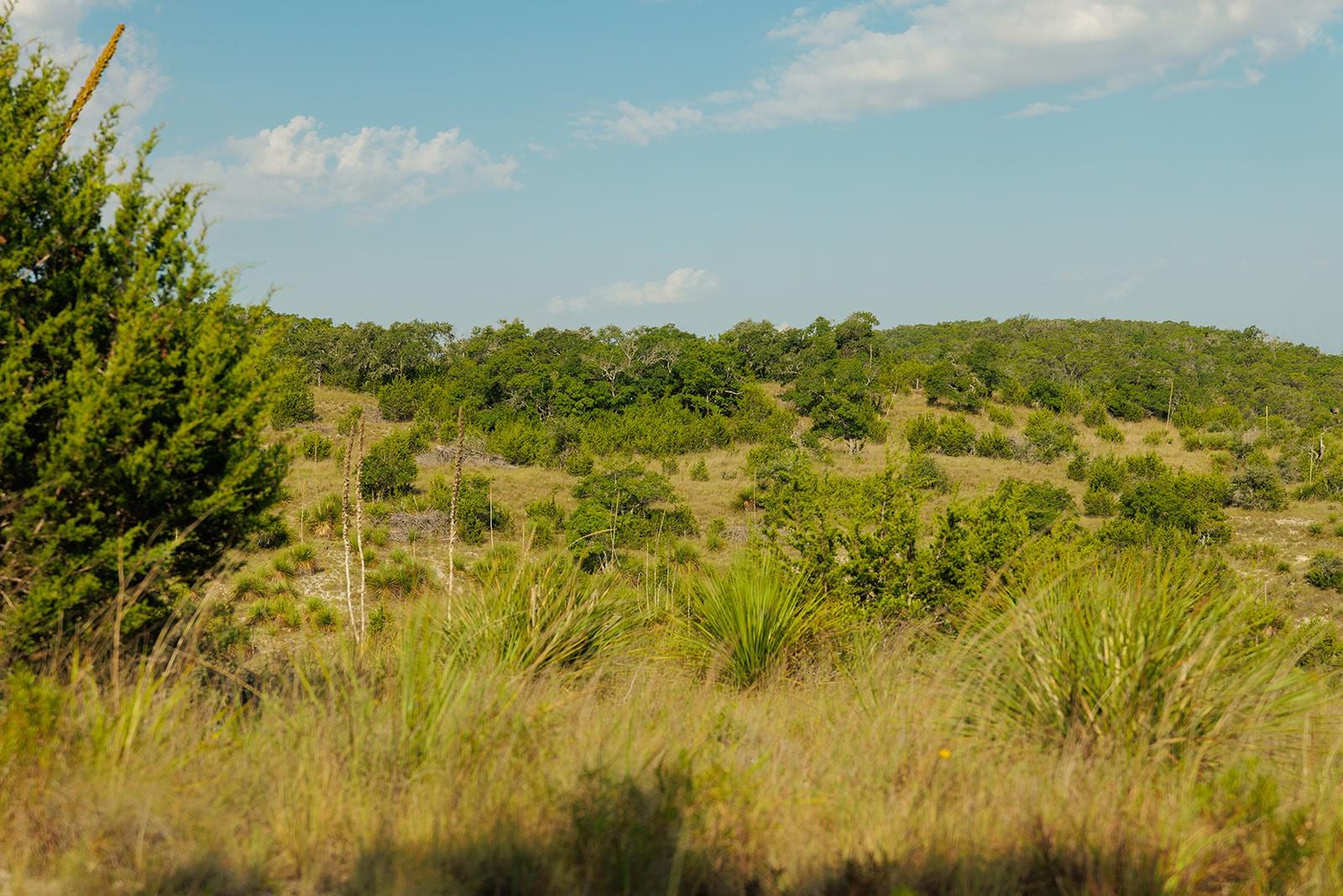 Open ranchland with rolling brush-covered hills and tall foreground grasses under a blue sky.