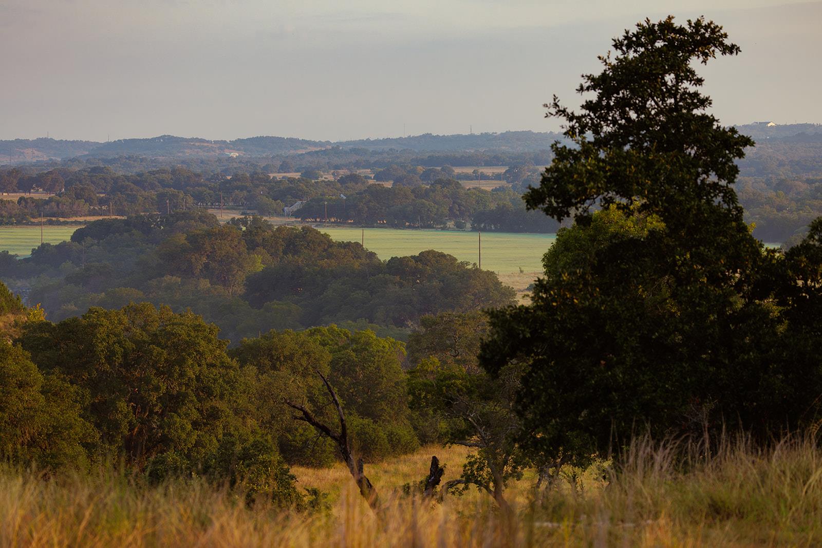 Rolling wooded hills and open fields viewed past a large oak tree.