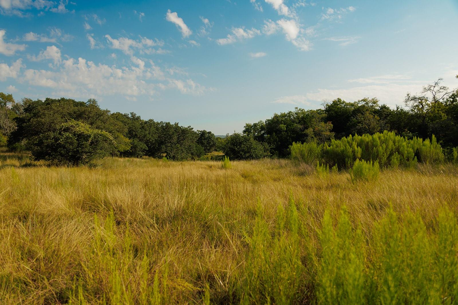 Rural grassland bordered by oak trees beneath a broad, partly cloudy sky.