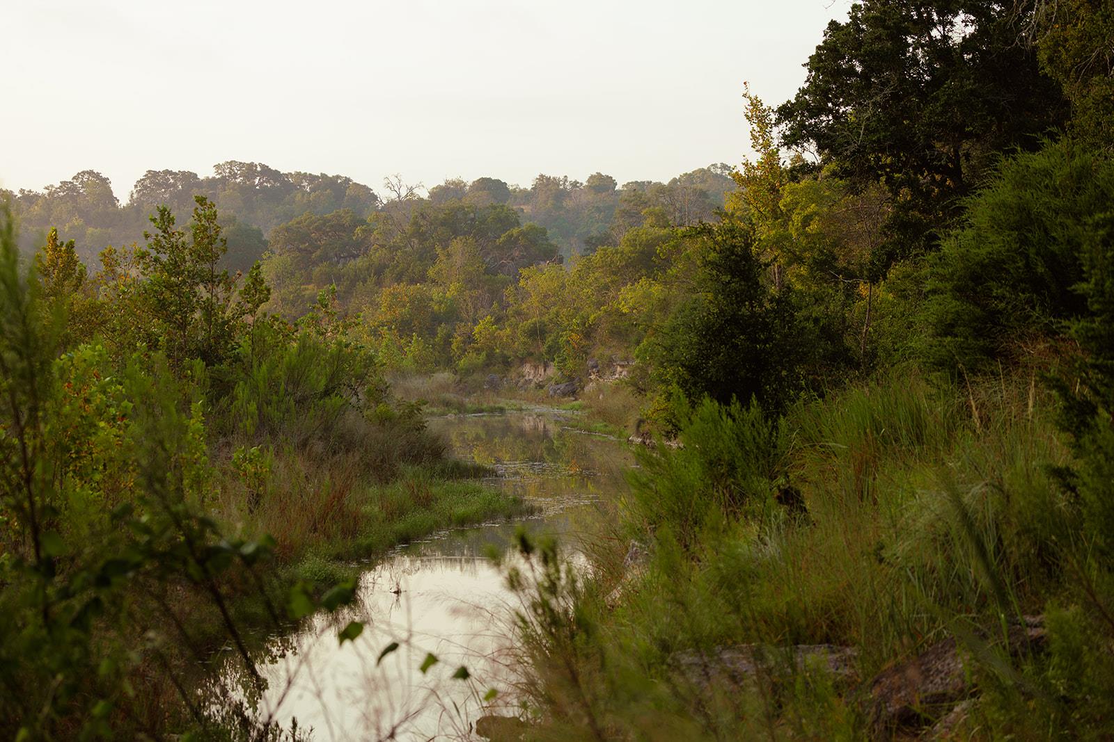 A creek winds through tall grasses and dense trees.