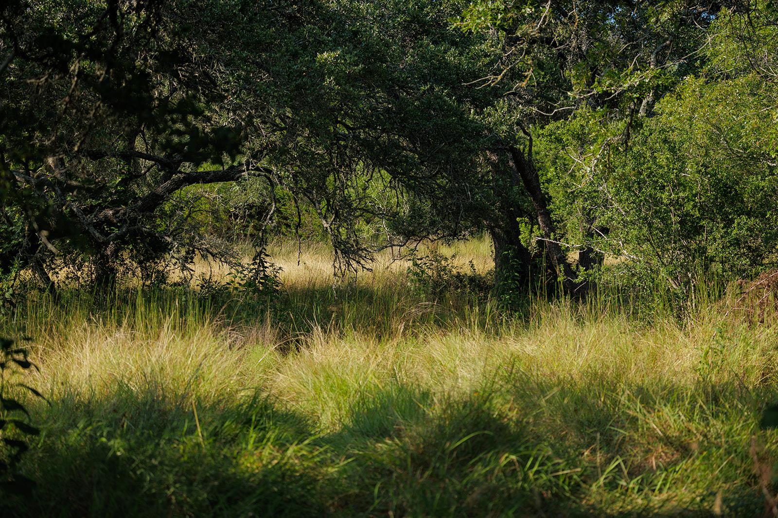 Grassy clearing beneath mature oak trees, surrounded by dense woodland.