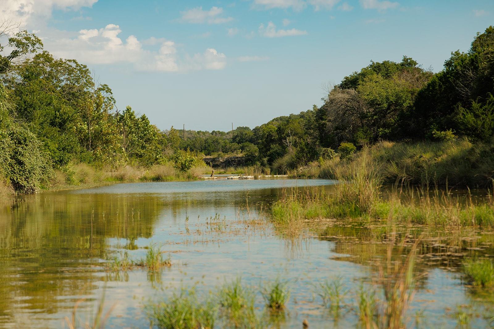 Rural pond bordered by tall grasses and dense trees.