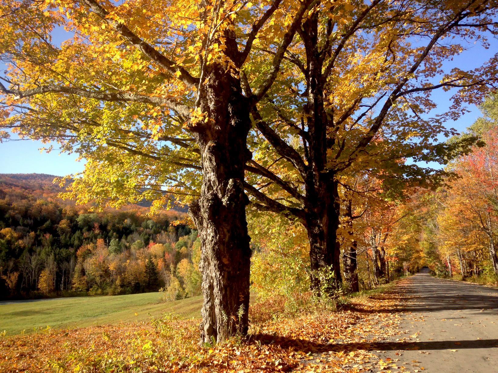 705/707 Qtr. I V Adams House