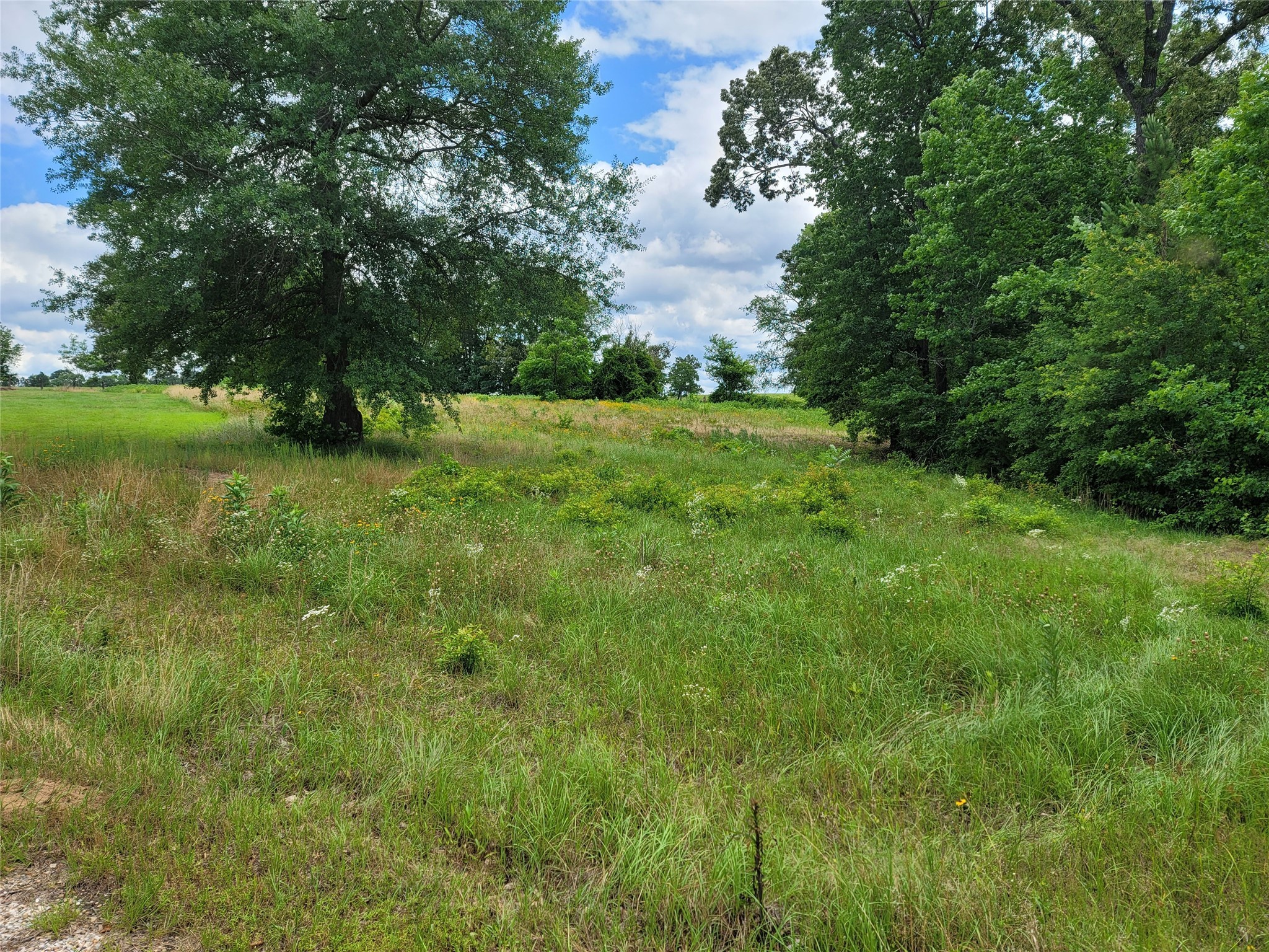 Lot 6 County Rd 1218