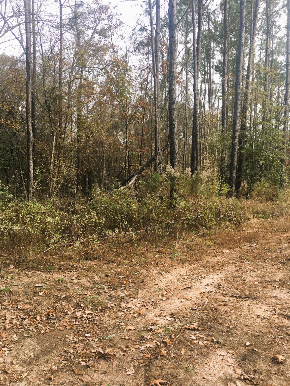 CR 2310 Dalby Road