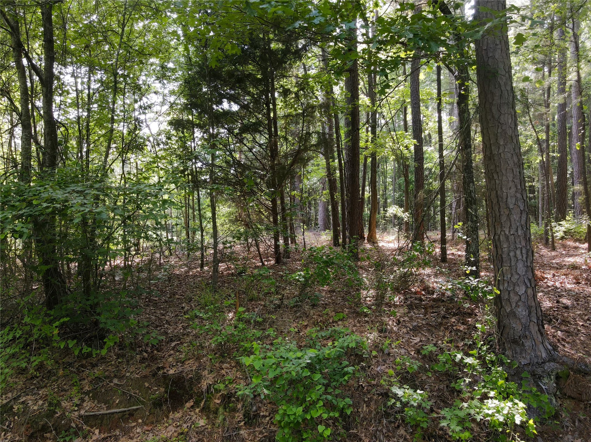 TBD County Road 4411