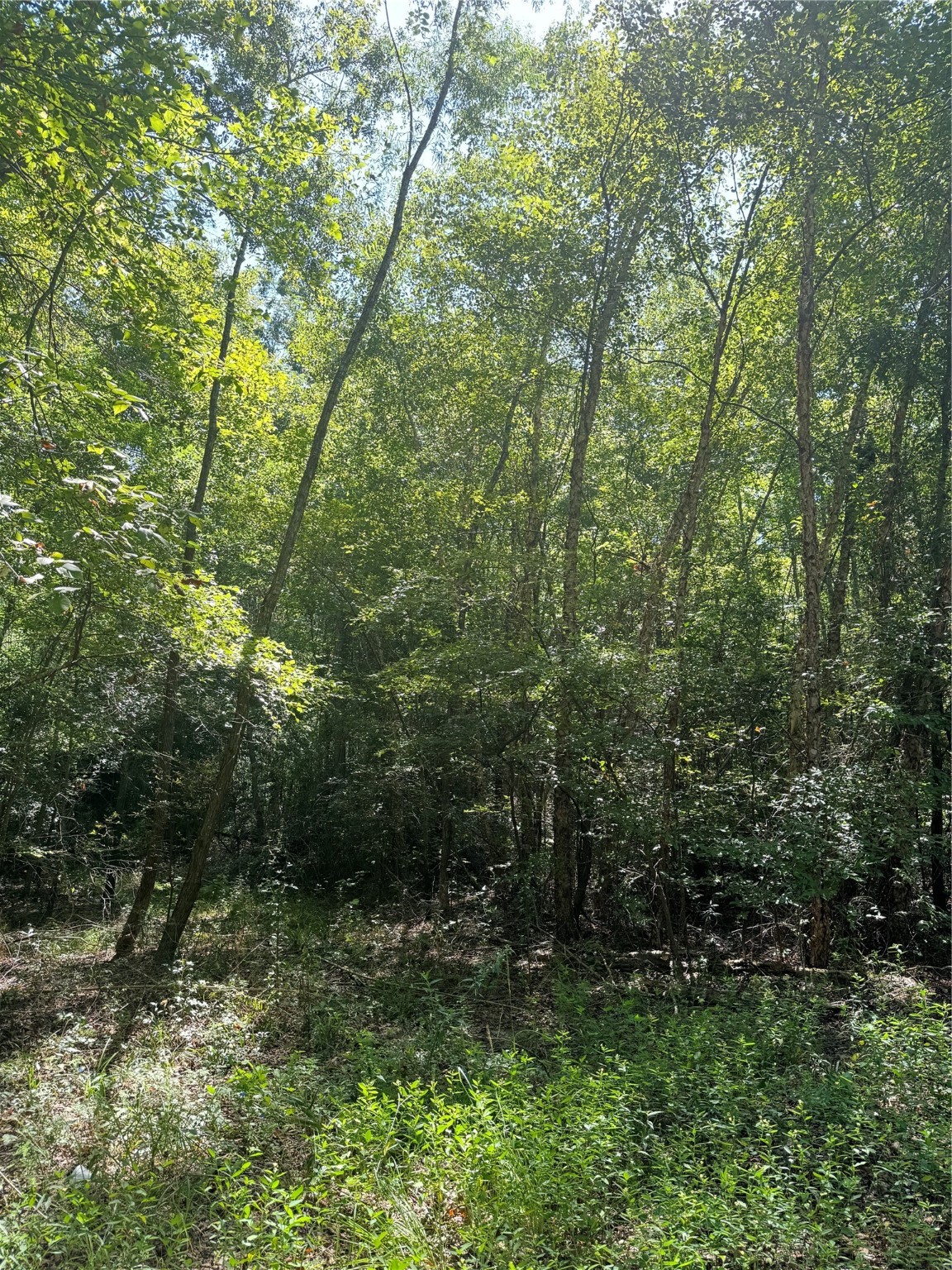75 County Road 4411
