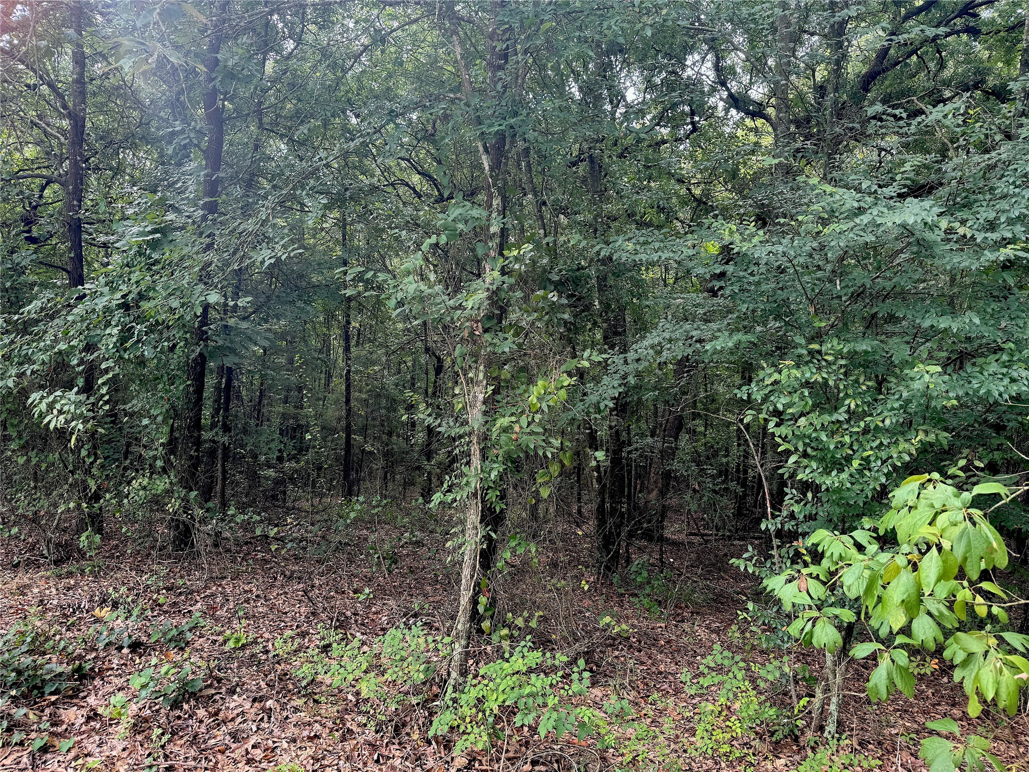 358 County Road 2401