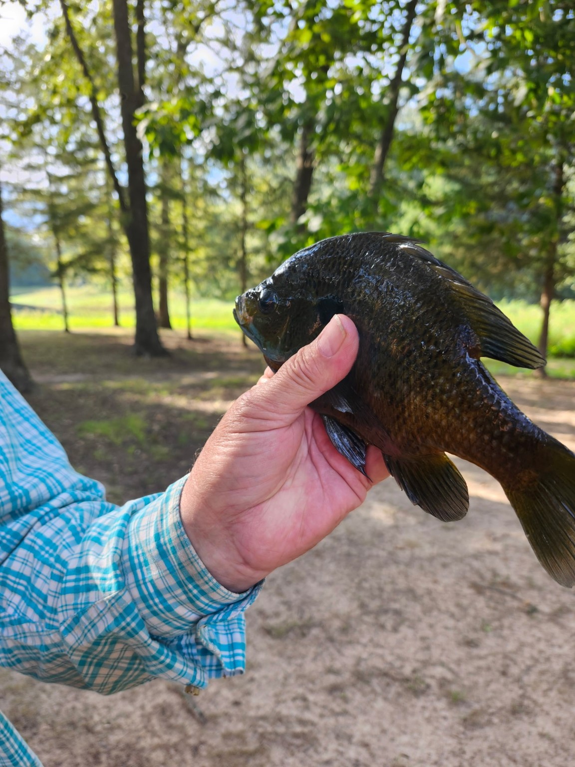 1227 County Road 3327