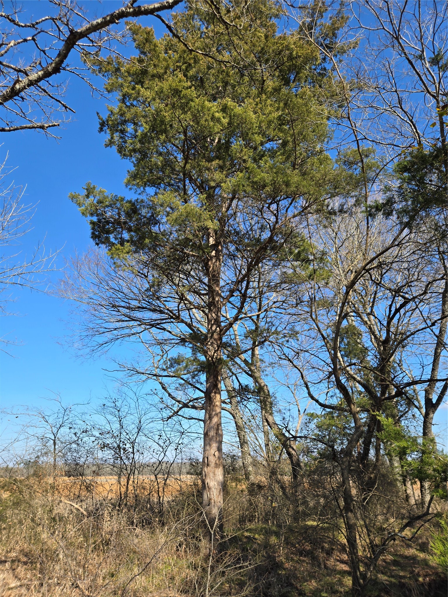 tbd County Road 4612